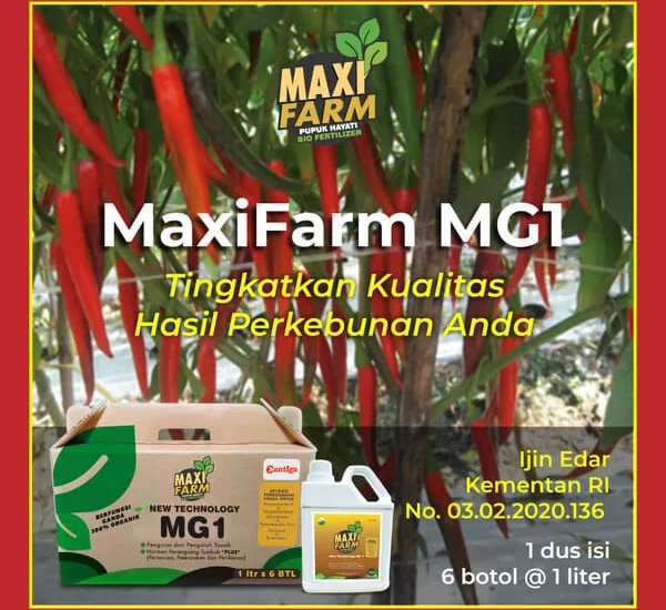 Asam Humat untuk Cabe