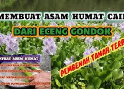 cara membuat asam humat cair dari eceng gondok