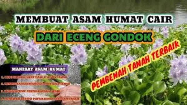 Cara Membuat Asam Humat Cair dari Eceng Gondok: Panduan Lengkap